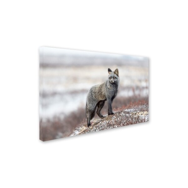 Alessandro Catta 'Cross Fox' Canvas Art,16x24